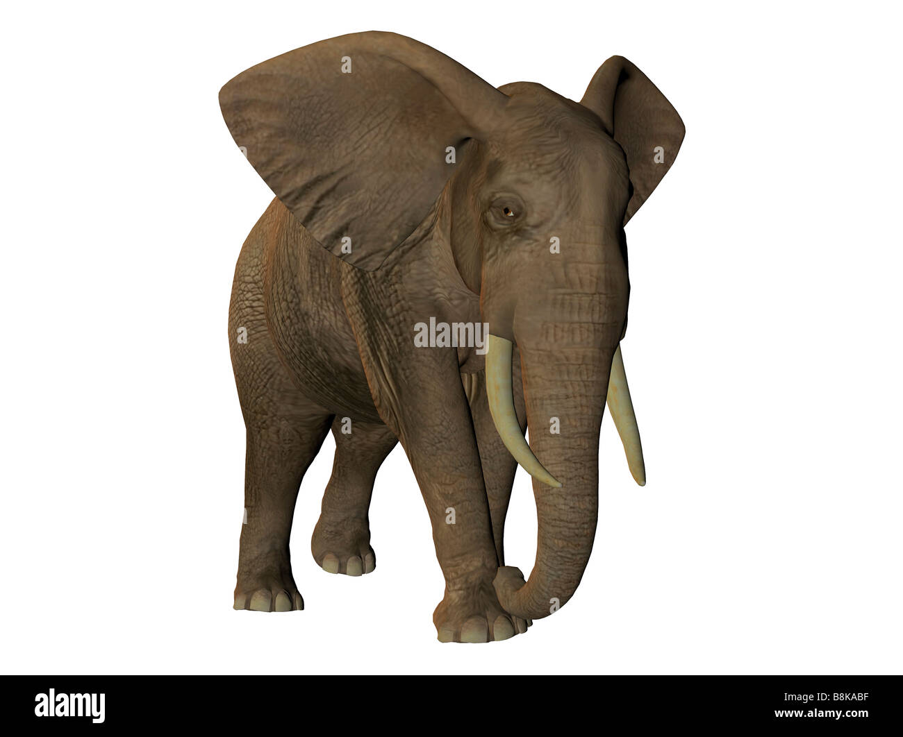 African elephant walking isolated on white background Stock Photo - Alamy