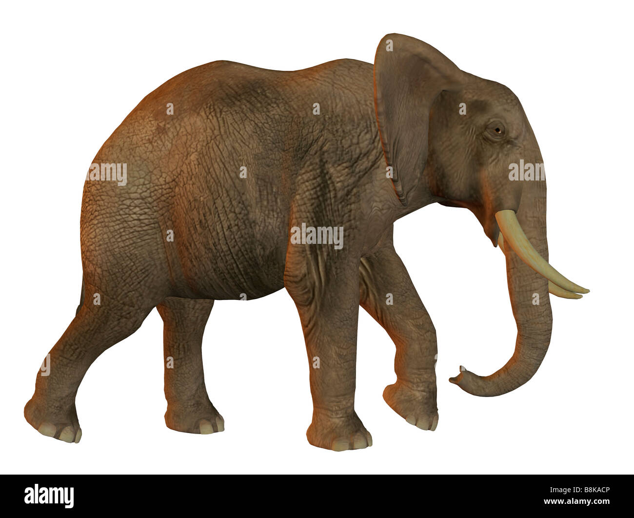 African elephant walking isolated on white background Stock Photo - Alamy