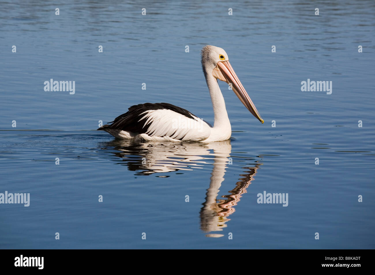 Pelican and reflection in an Australian lake Stock Photo