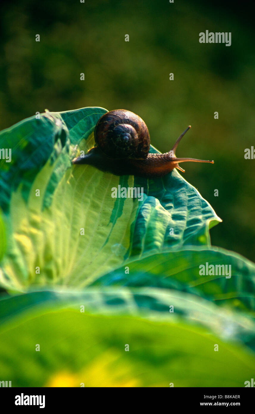 Garden snail on Variagated Hosta leaves Stock Photo Alamy