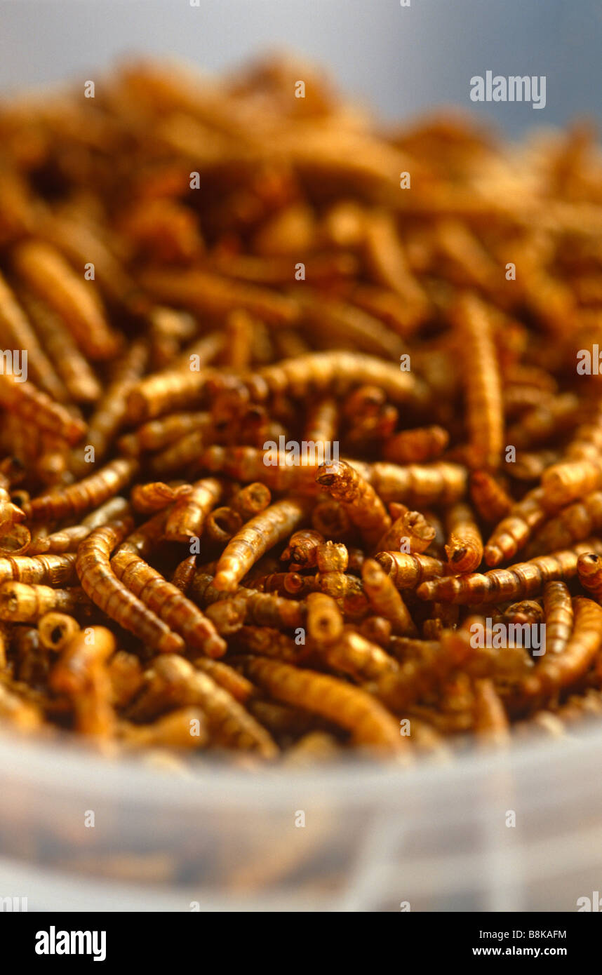 Dried mealworms hires stock photography and images Alamy