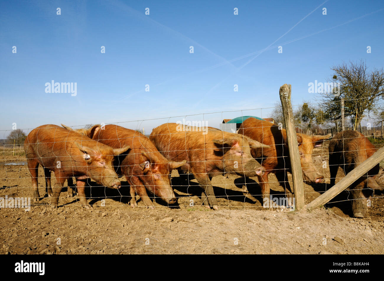 Stock photo of a group of Tamworth Pigs on a pig farm in france Stock