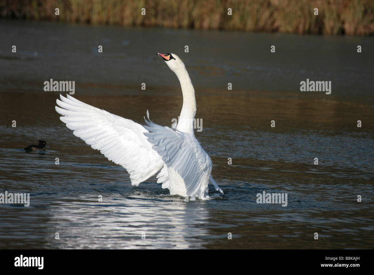 Mute swan flapping its wings Stock Photo Alamy