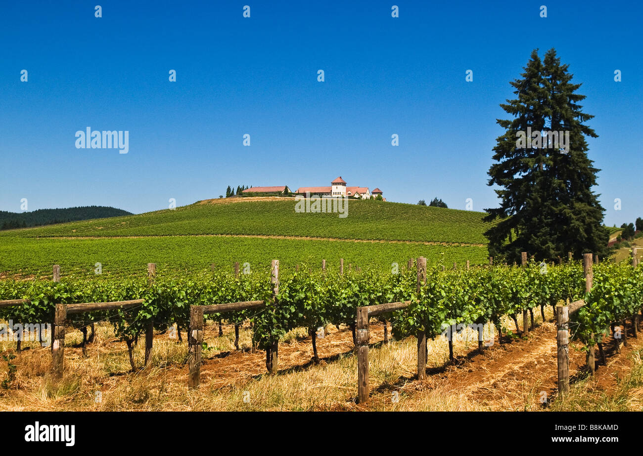 King Estate vineyards and winery Lorane Valley Lane County Oregon Stock Photo