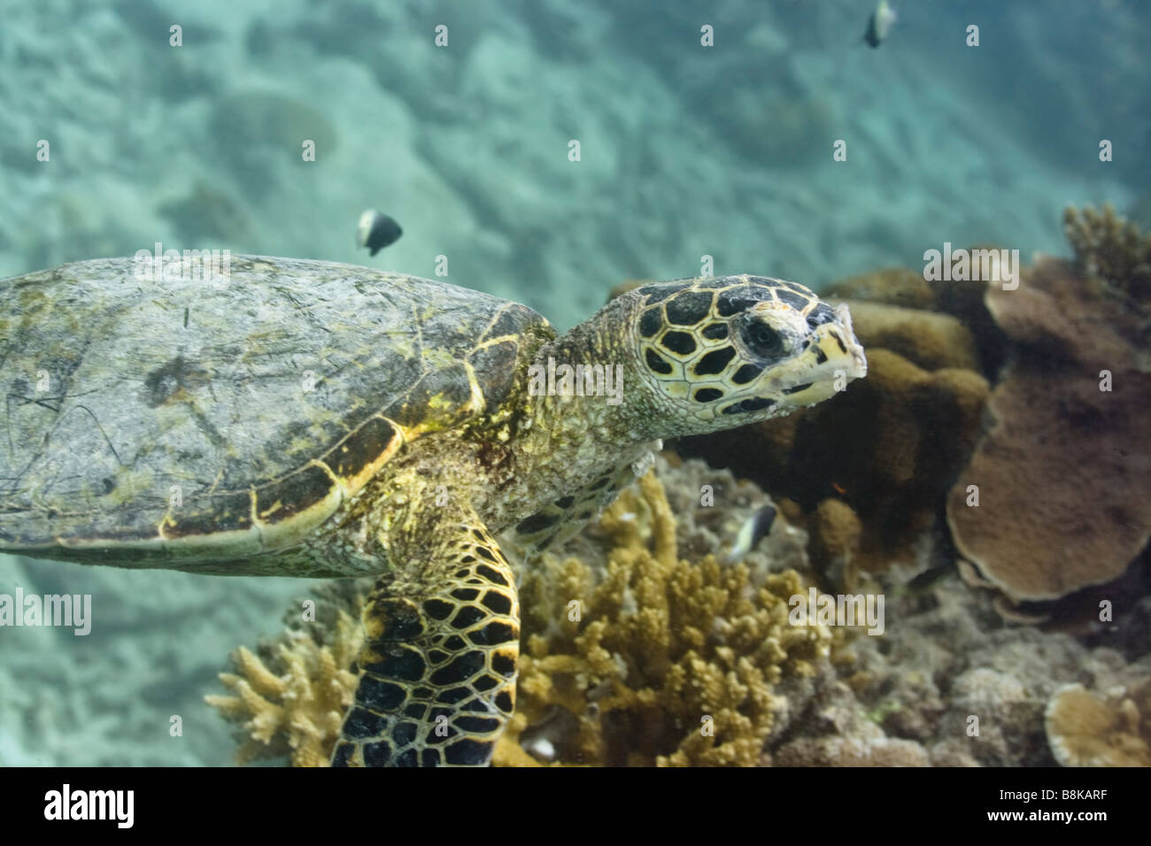 Embricated Turtle Eretmochelus imbricata close up Maldives Indian ocean Addu atoll Stock Photo