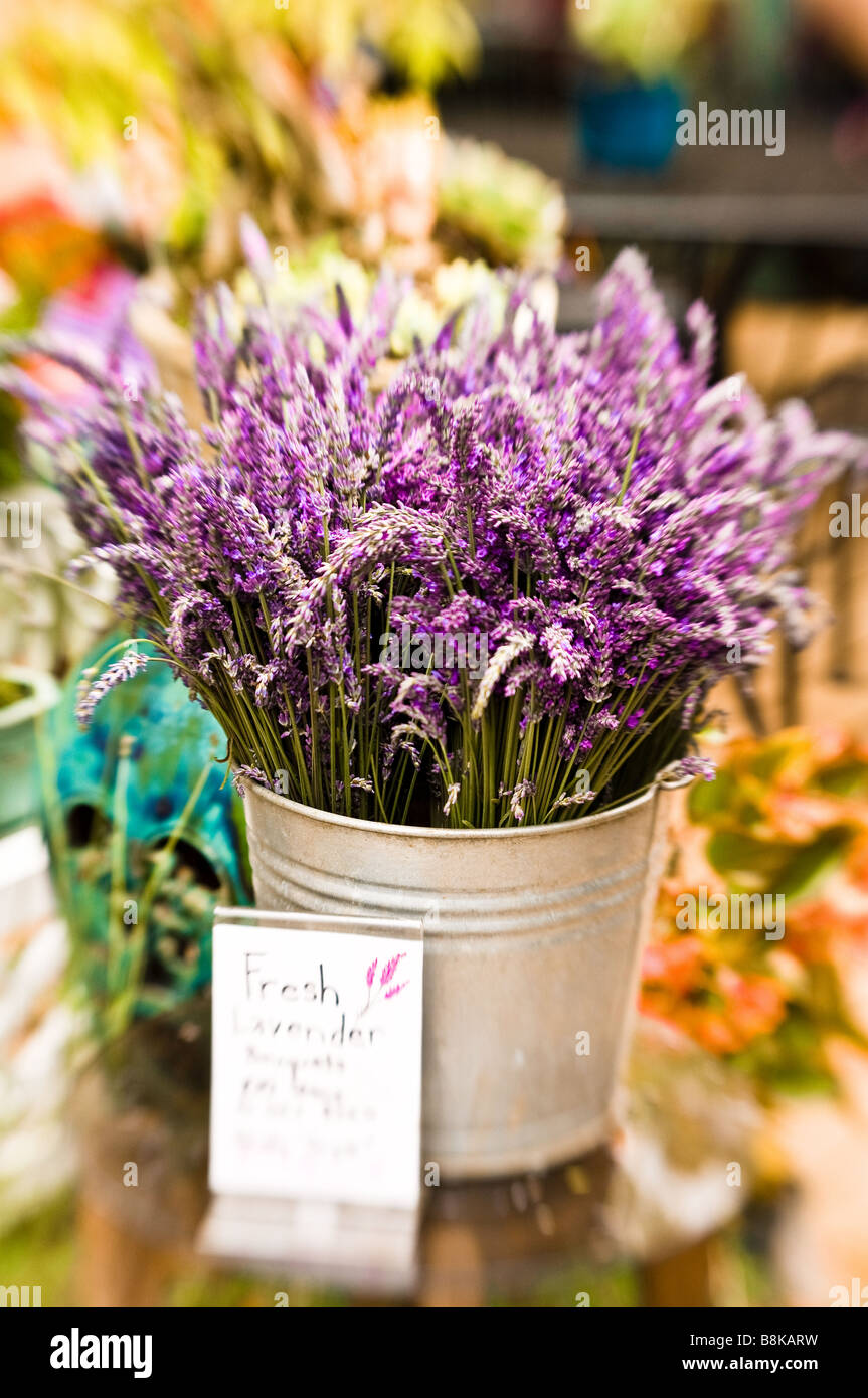 Fresh lavender bouquets for sale at Ali i Kula Lavender Farm upcountry Maui Hawaii Stock Photo