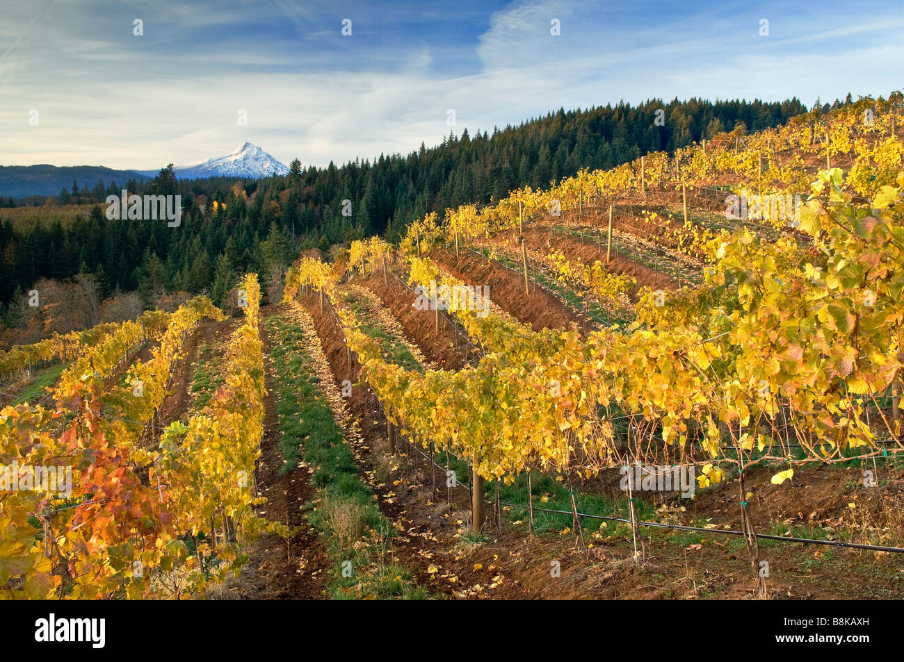 Phelps Creek Vineyards and Mount Hood Hood River Valley Oregon Stock Photo