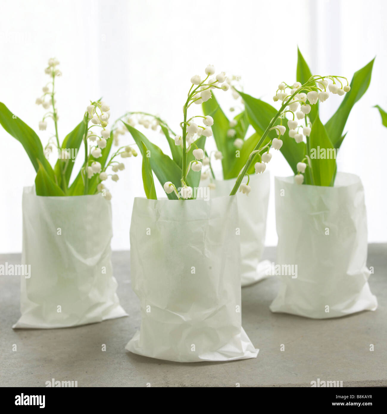 lilies of the valley in white paper bags Stock Photo