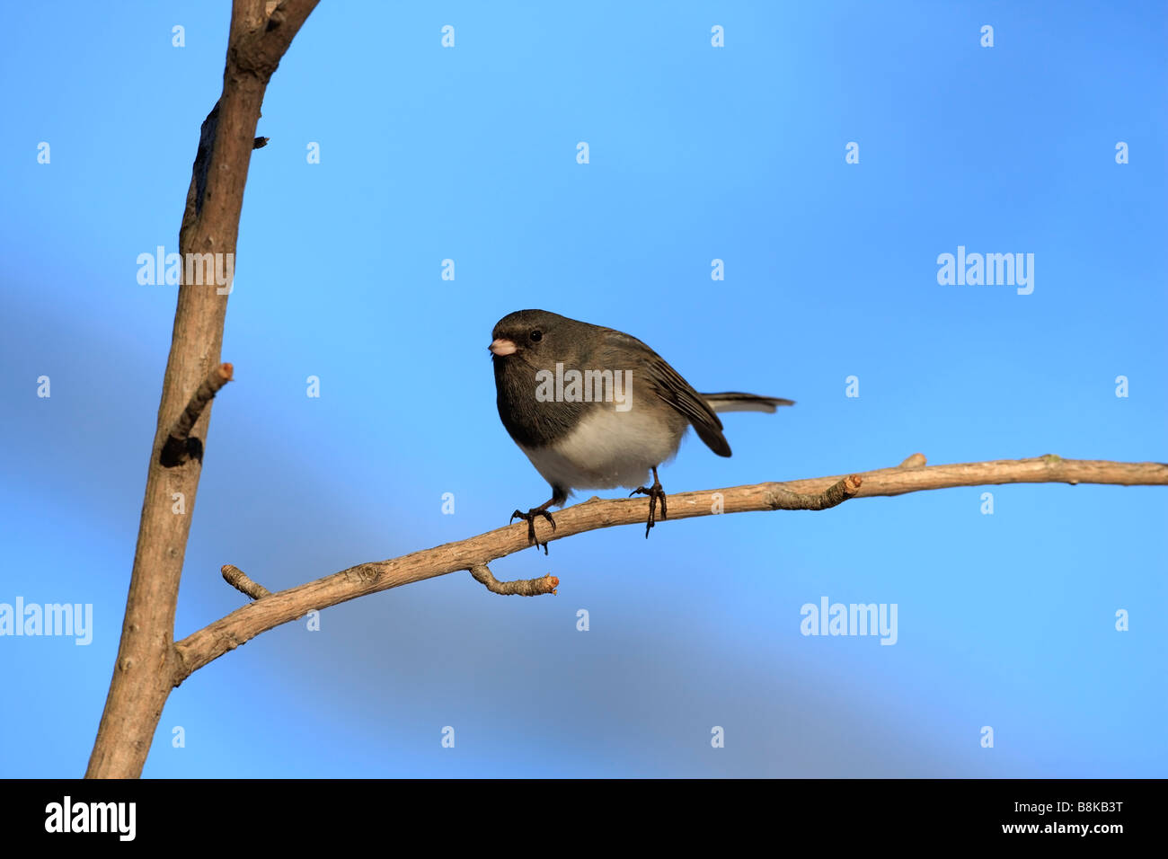 Junco bird hi-res stock photography and images - Alamy