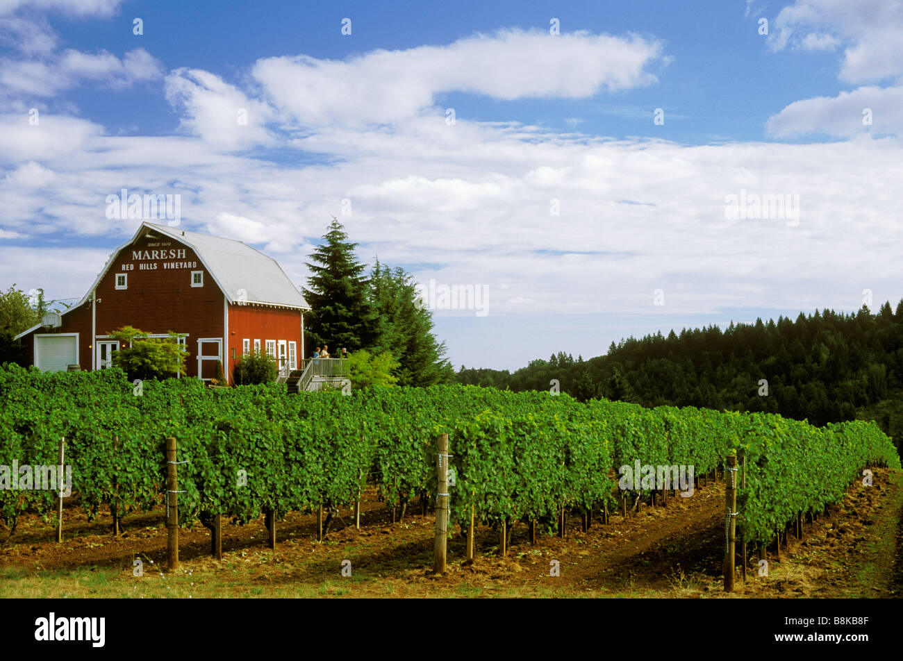 Maresh Red Hills Vineyard Dundee Hills Yamhill County Willamette Valley Oregon Stock Photo