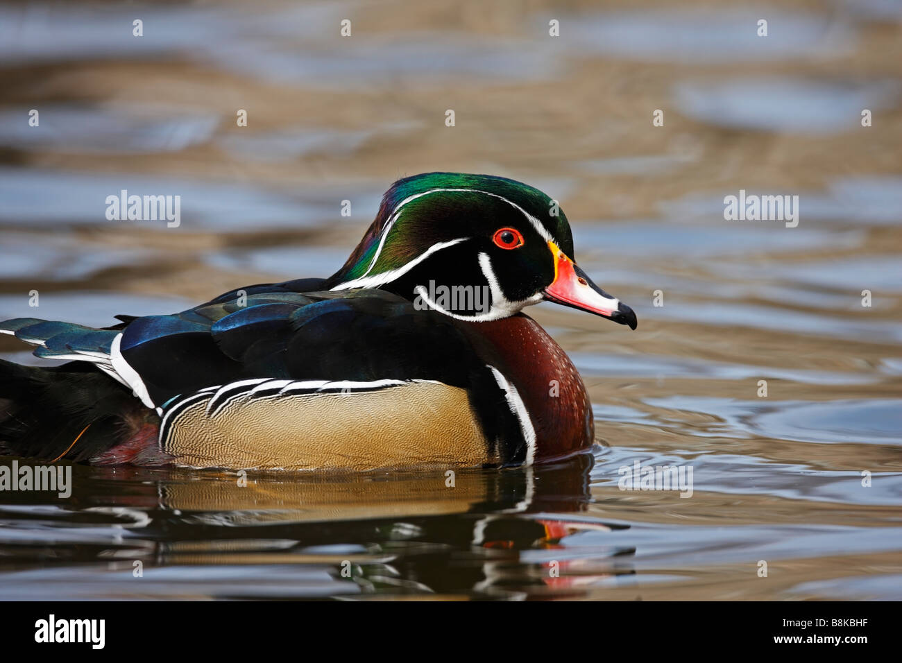 Wood Duck Aix sponsa male in perfect breeding plumage swimming on the Harlem Meer in New York s Central Park Stock Photo