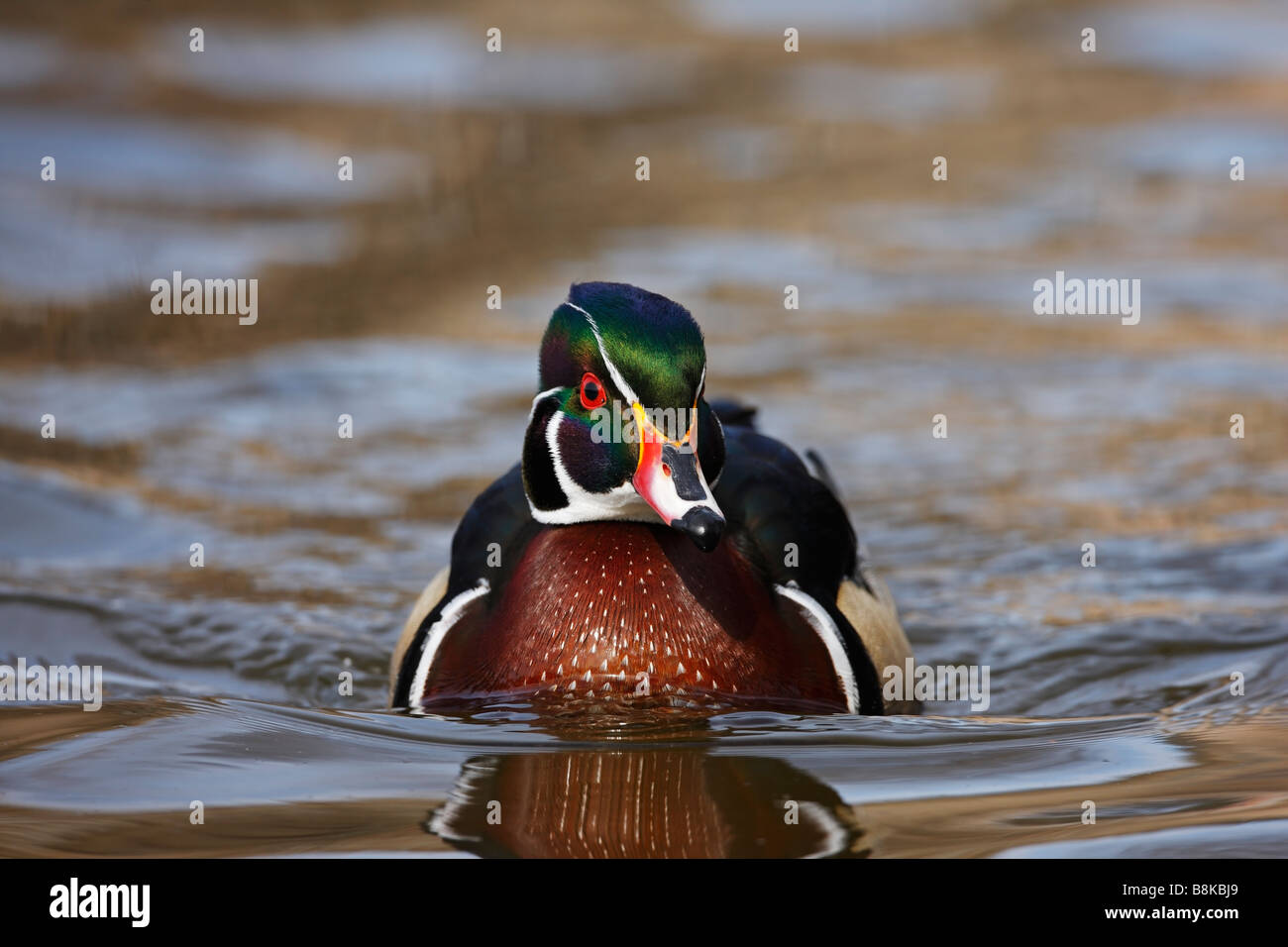 Wood Duck Aix sponsa male in perfect breeding plumage swimming on the Harlem Meer in New York s Central Park Stock Photo