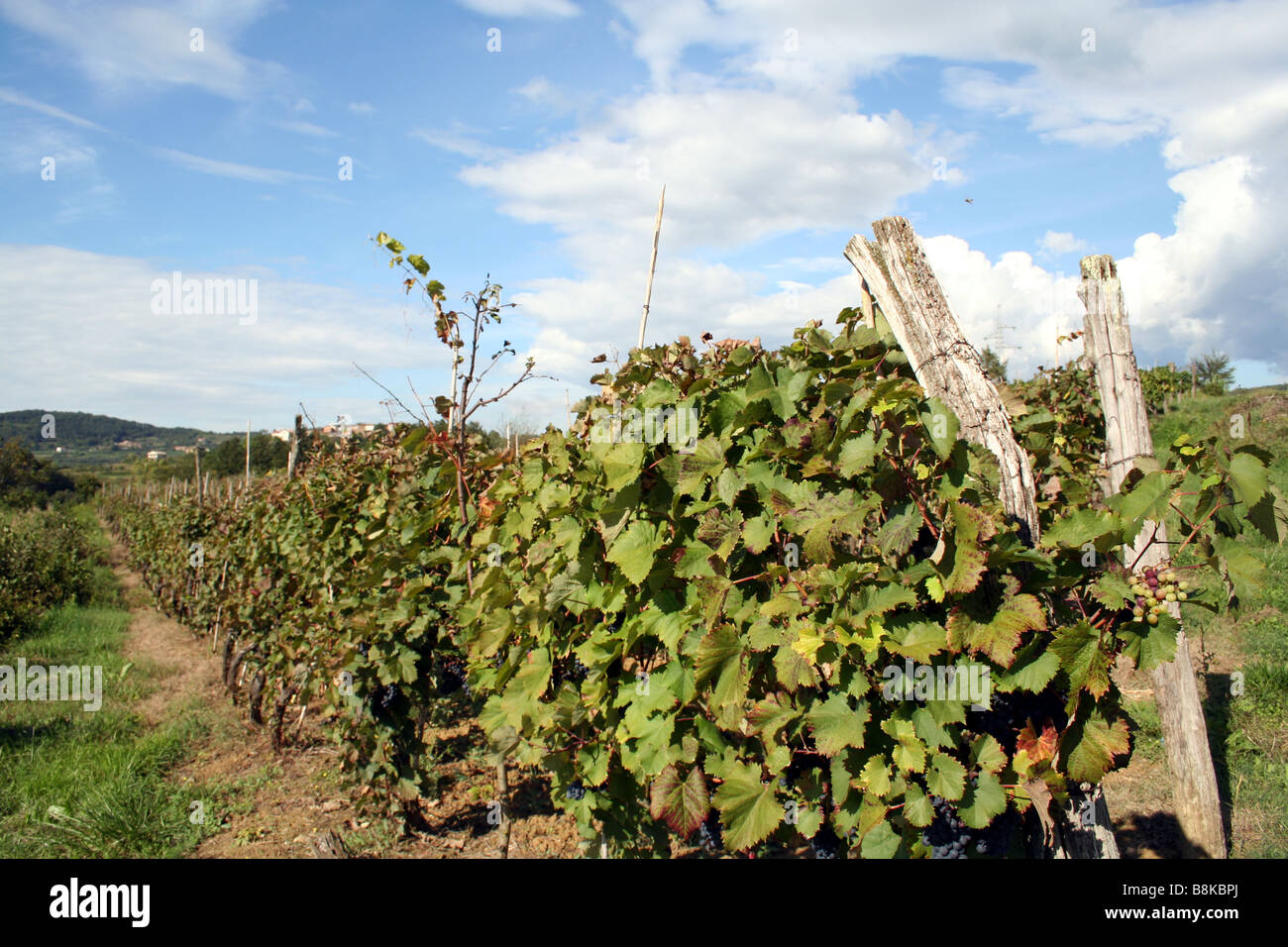 Vineyards and Wine Grapes in Croatia Stock Photo