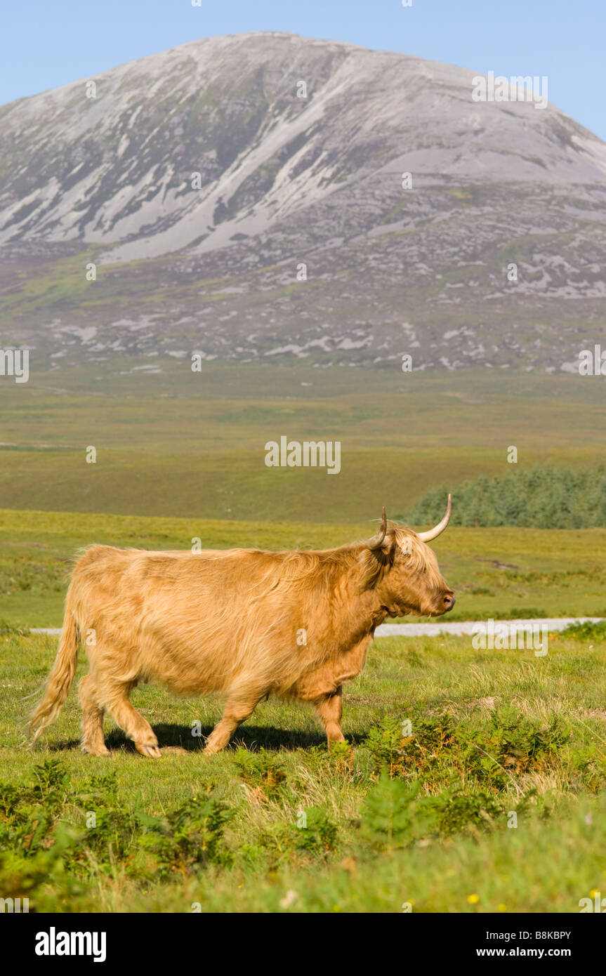 A purebred Highland cow, part of the Inver herd on the Isle of Jura. Behind is Beinn Chaolais, 733 metres, one of Paps of Jura. Stock Photo