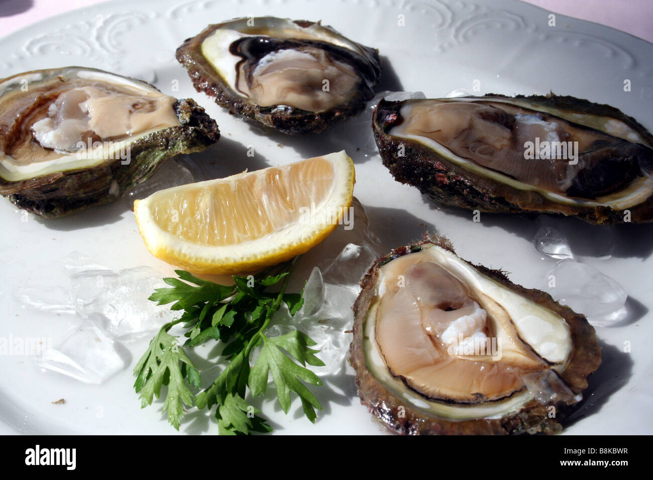 Fresh Oysters on Croatia's Famous Tourist Coast Stock Photo
