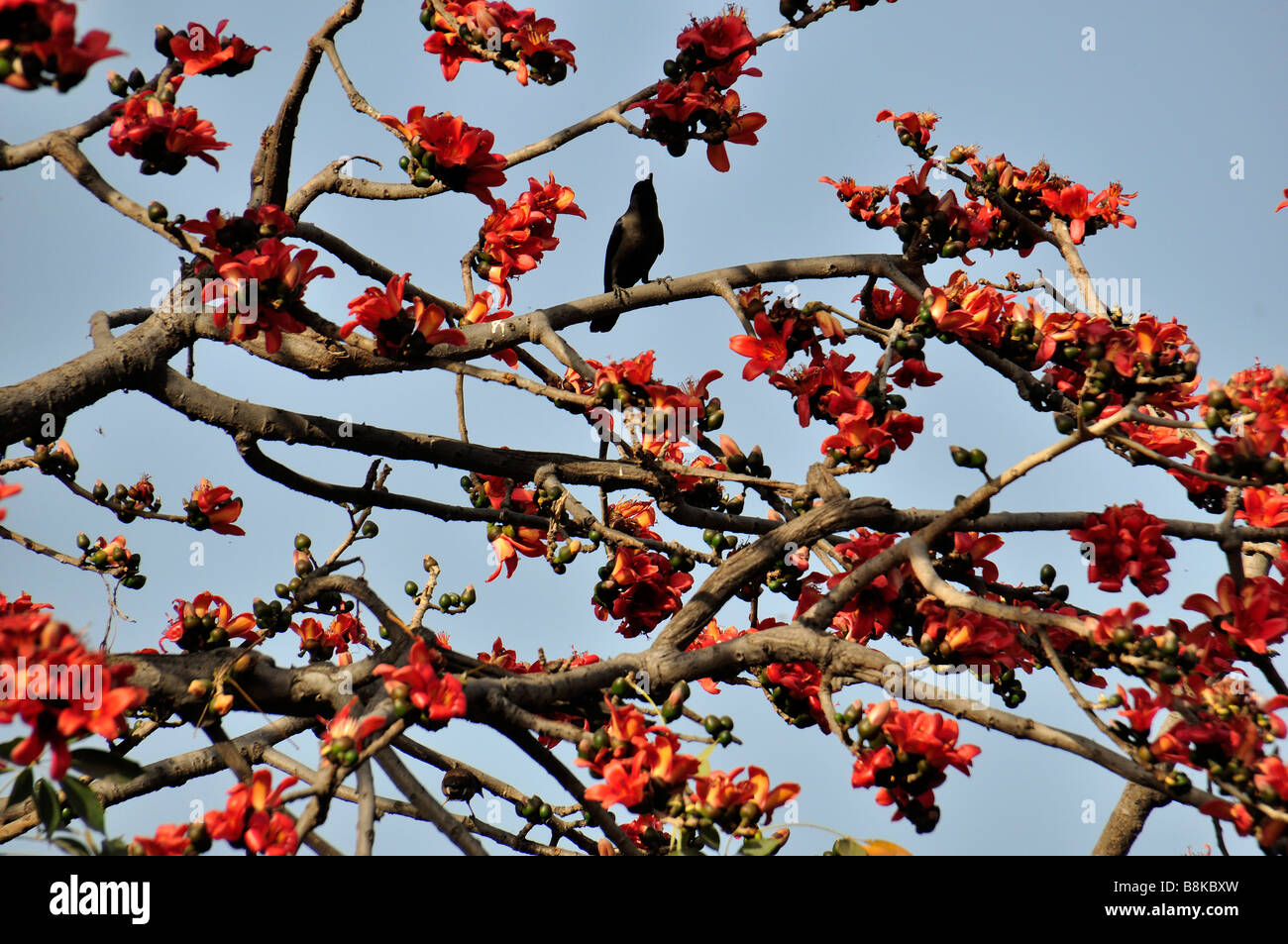 Bastard Teak Flower Stock Photo Alamy