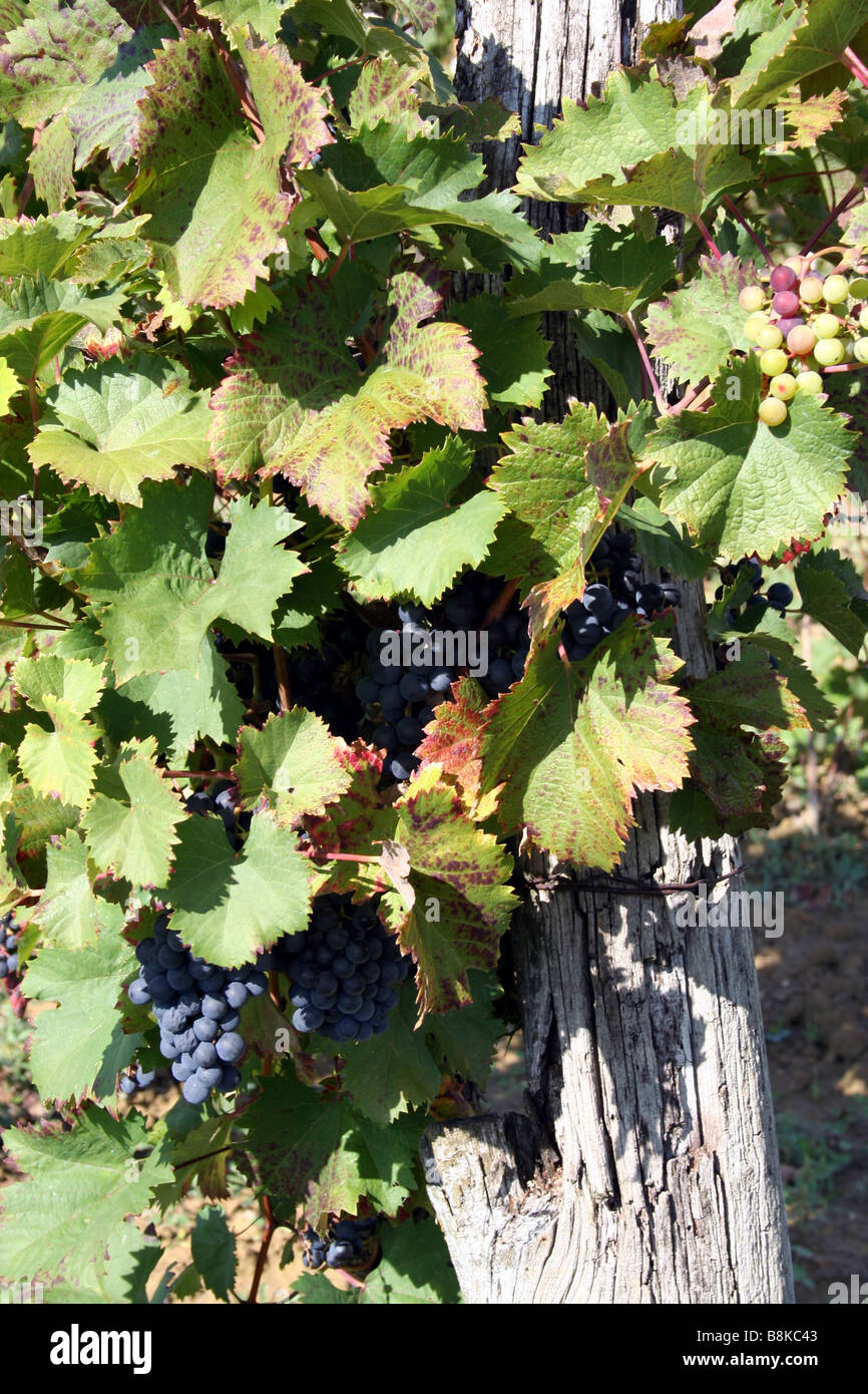 Wine Grapes in a Vineyard in Croatia Stock Photo