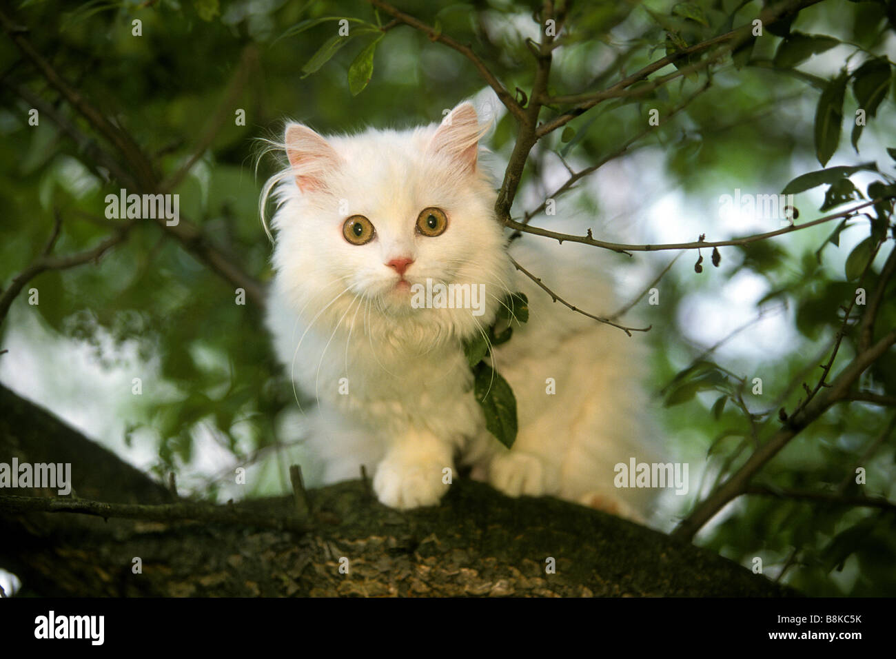Domestic Cat White Longhair Persian Cat Felis Catus Felis Stock
