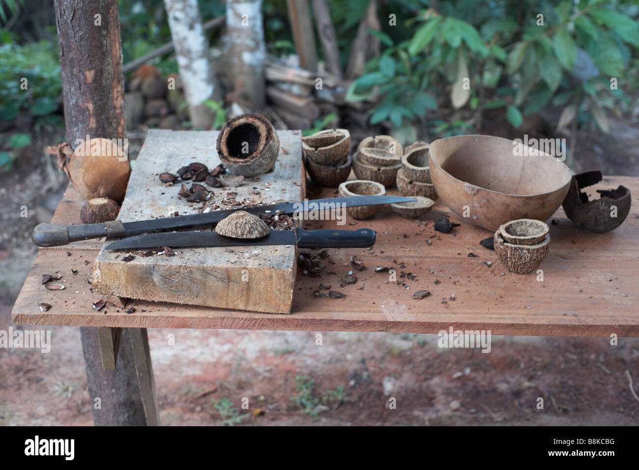 extraction of Brazilian nuts, still life, Amazonia, Brazil Stock Photo