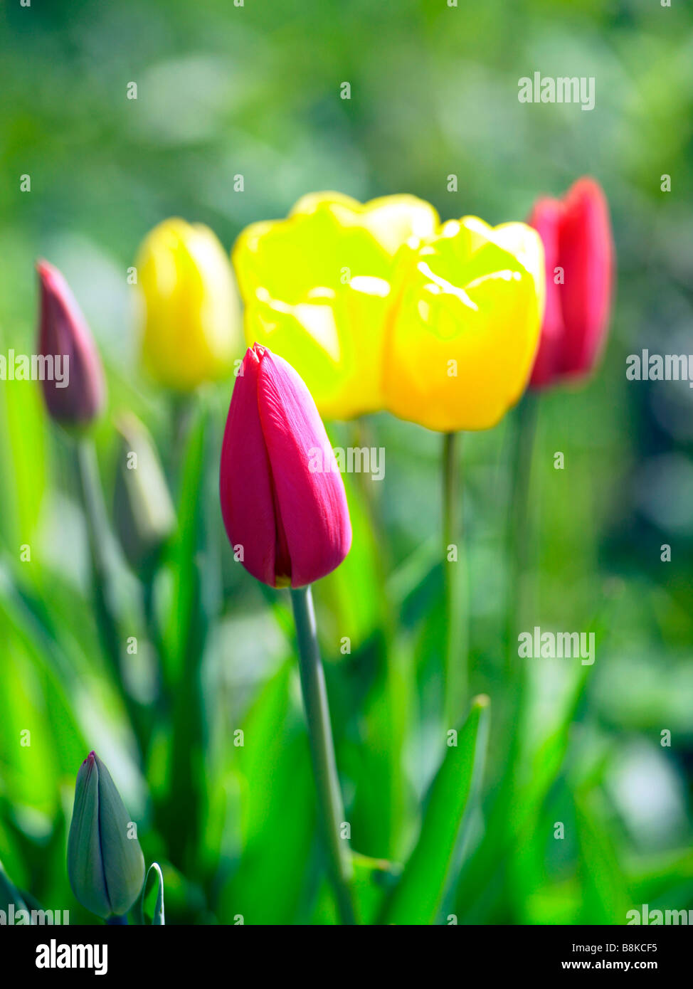 red an yellow tulips Stock Photo