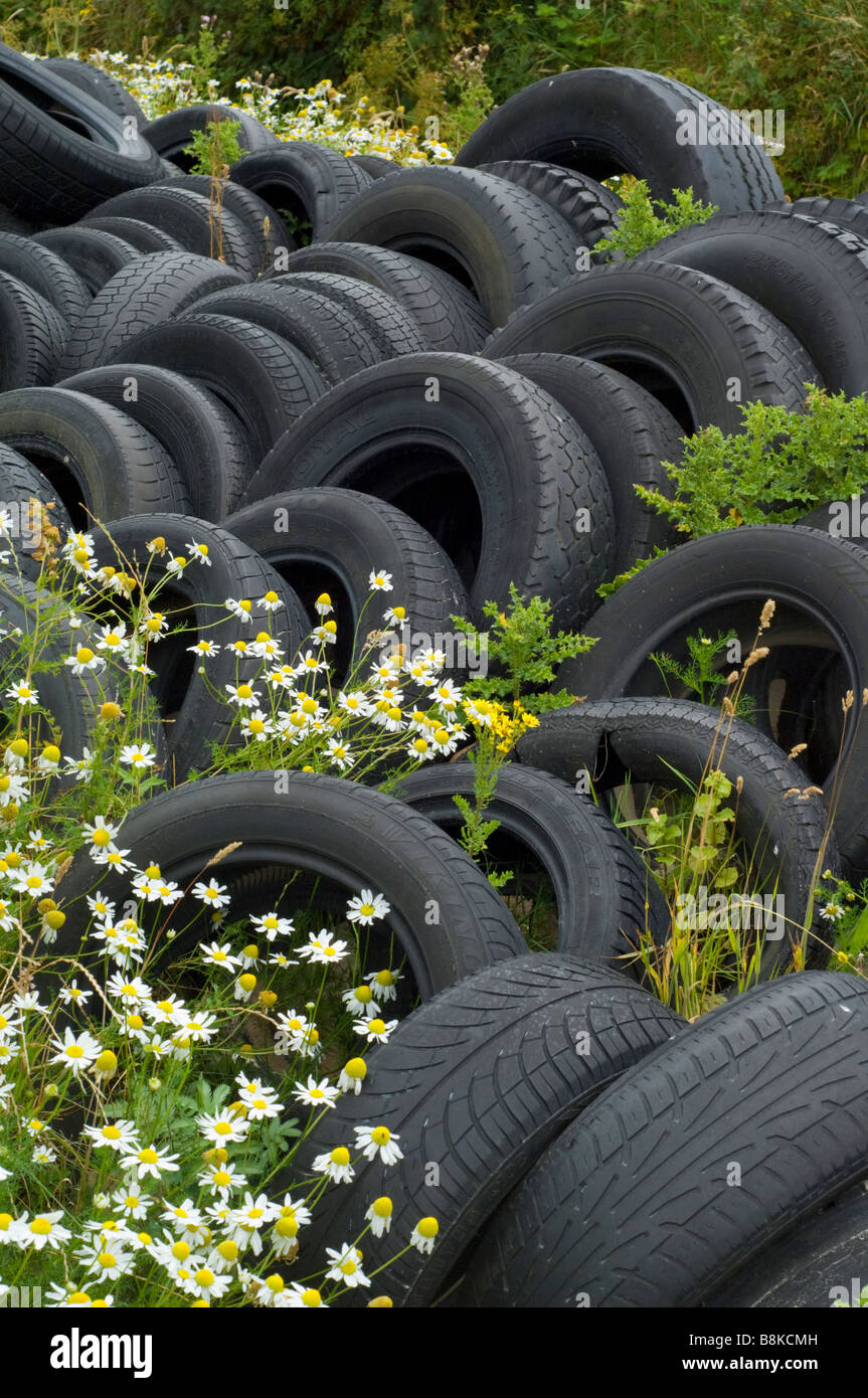 Scentless Mayweed, Tripleurospermum inodorum, growing among piles of abandoned vehicle tyres at the roadside, Islay. Stock Photo