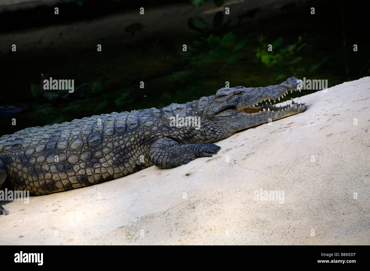 Stock photo of Nile crocodile in la planete des crocodiles centre at Civaux in France Stock Photo