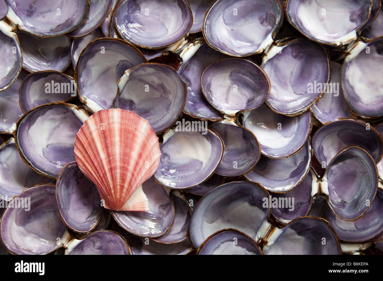 Scallop Shell and Clam Shells Stock Photo