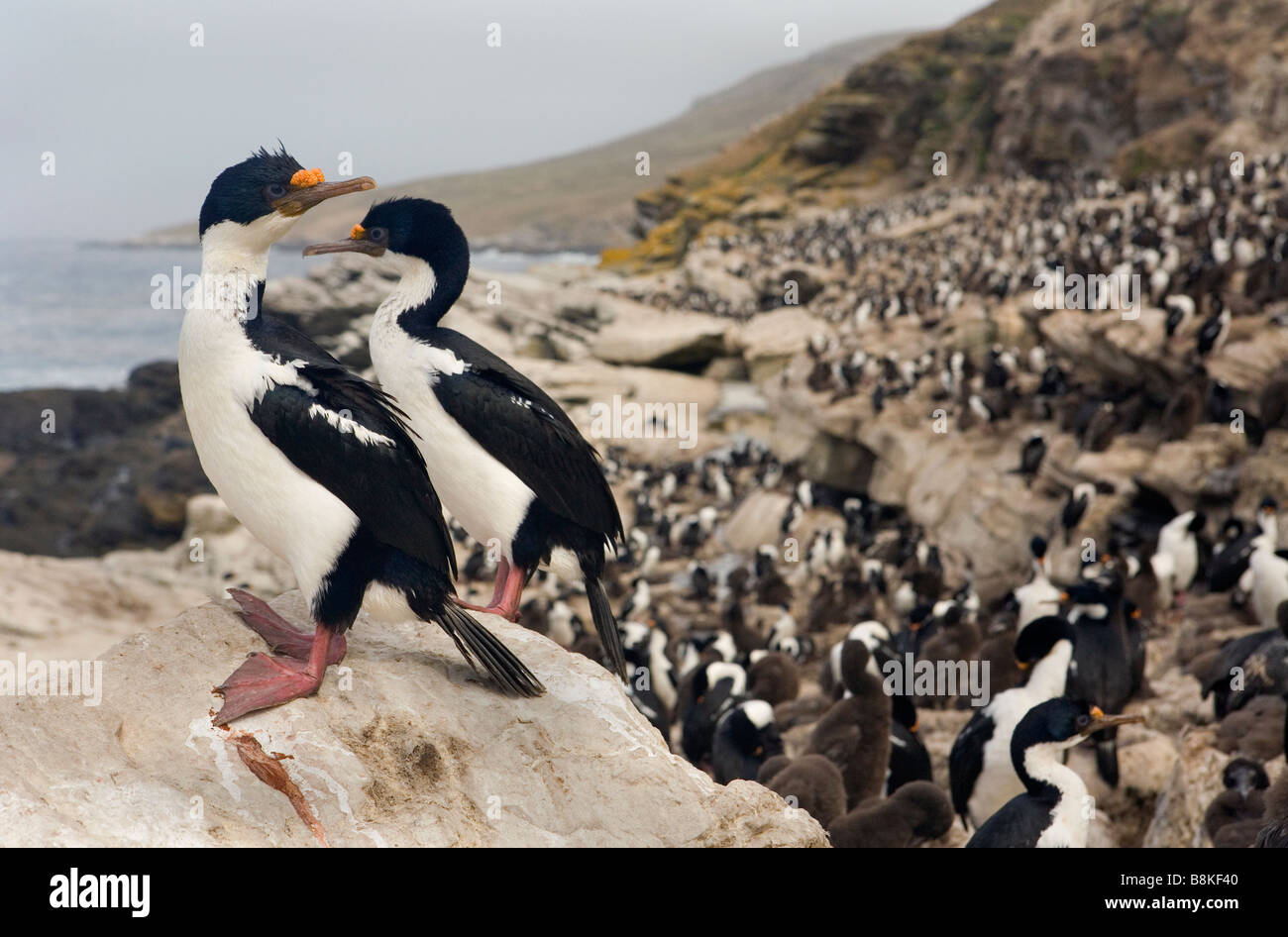 A King/Imperial Shag (Phalacrocorax atriceps albiventer) nesting colony on The Falkland Islands. Stock Photo