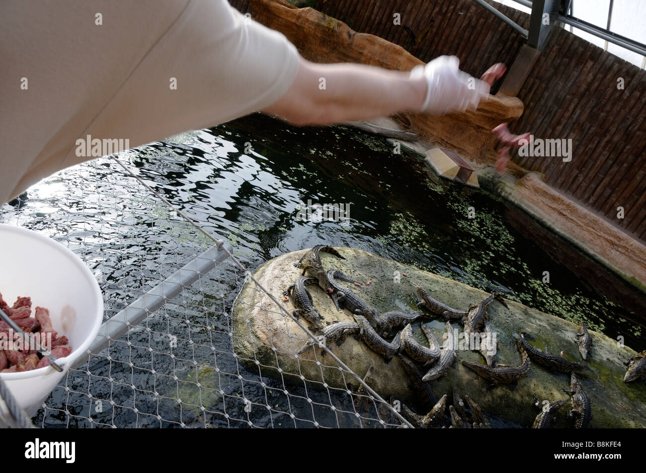 Stock photo of fedding time for the nile crocodiles in la planete des crocodiles in Civaux france Stock Photo