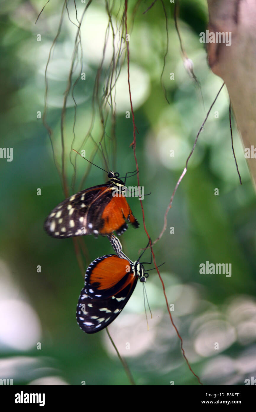 2 butterflies in the butterfly garden on the Caribbean isle Saint Martin in the Netherlands Antilles Stock Photo