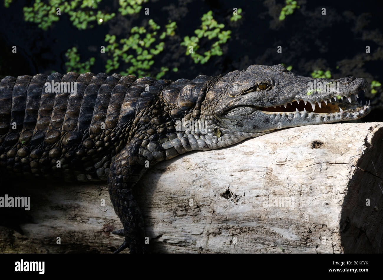 Stock photo of Nile crocodile in la planete des crocodiles centre at Civaux  in France Stock Photo - Alamy