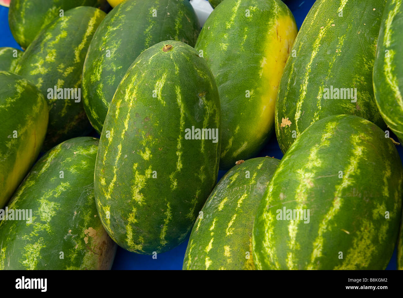 Watermelon Citrullus lanatus Stock Photo