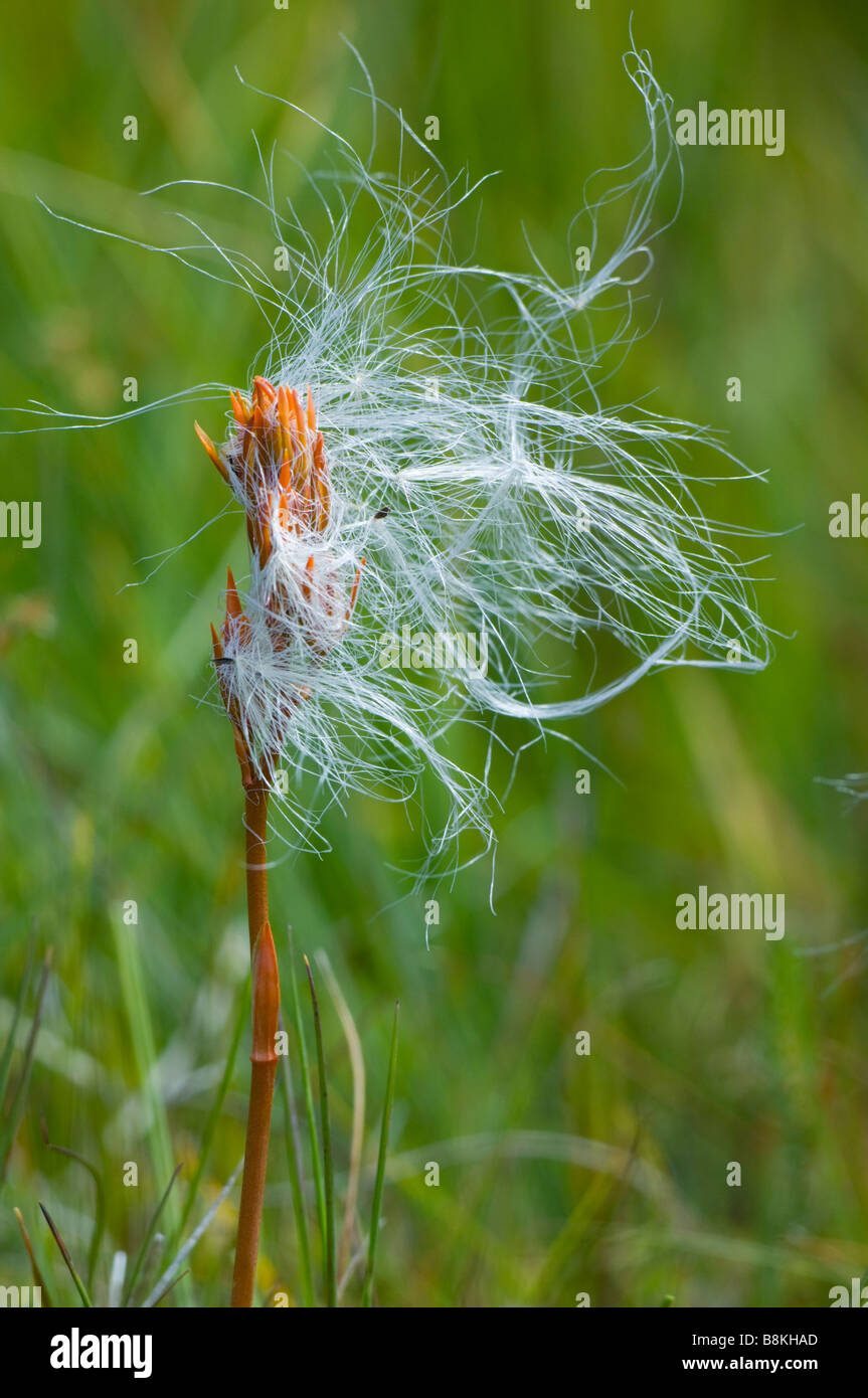 Strands or filaments of wind-blown Common cotton grass, Eriophorum angustifolium, lodged on a seed head of Bog Asphodel. Stock Photo