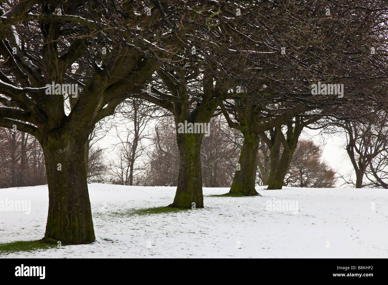 A line of trees in Tollcross Park Glasgow Stock Photo Alamy