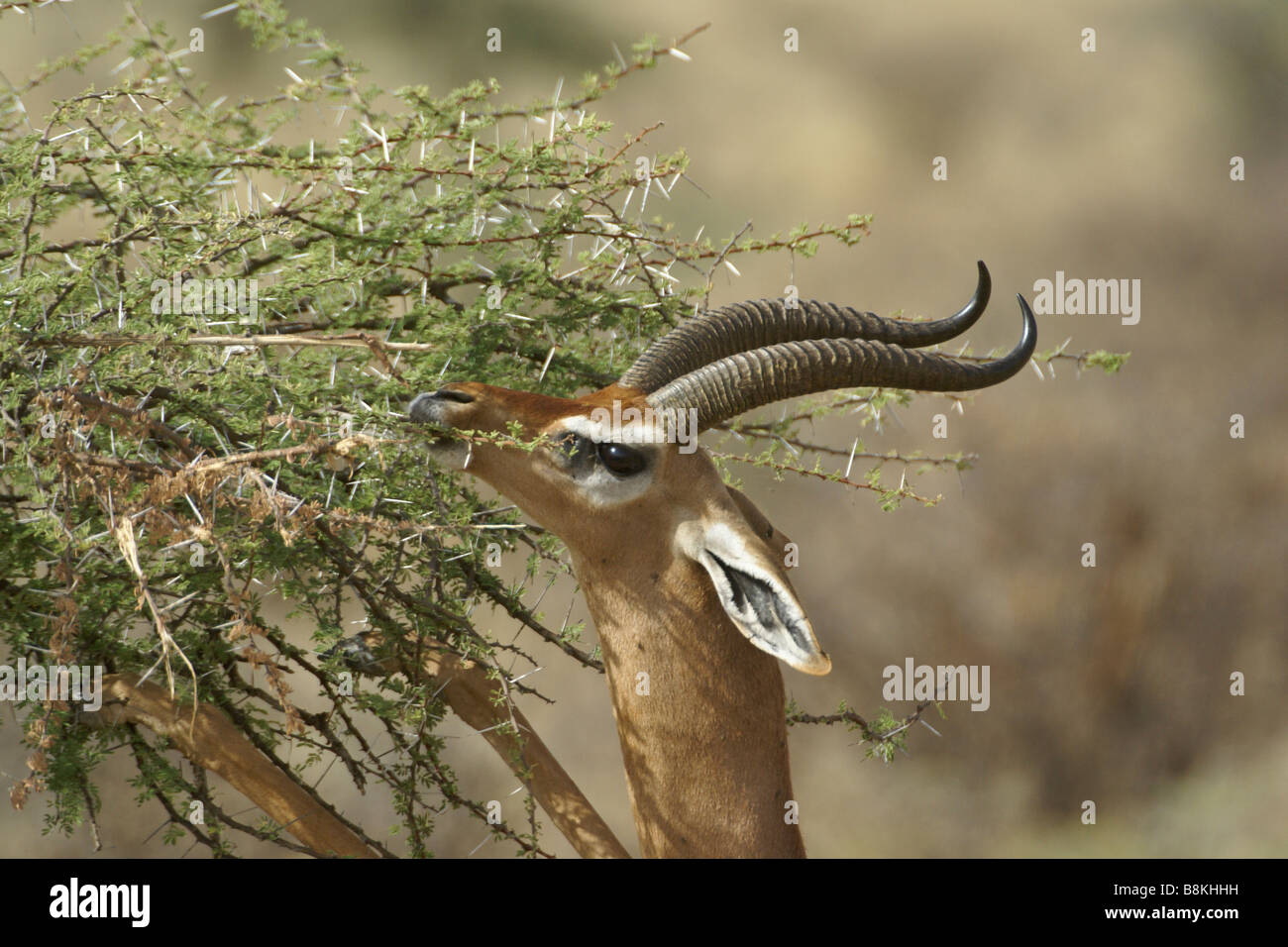 Male gerenuk feeding on thorny acacia bush, Samburu, Kenya Stock Photo