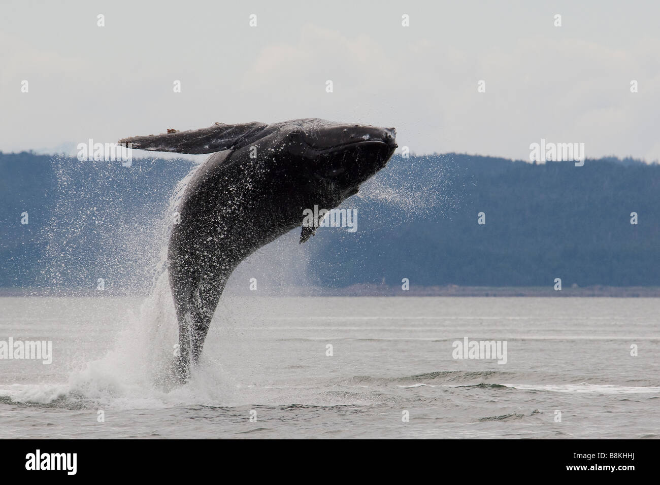 Breaching Humpback Whale Megaptera novaeangliae Southeast Alaska Stock Photo