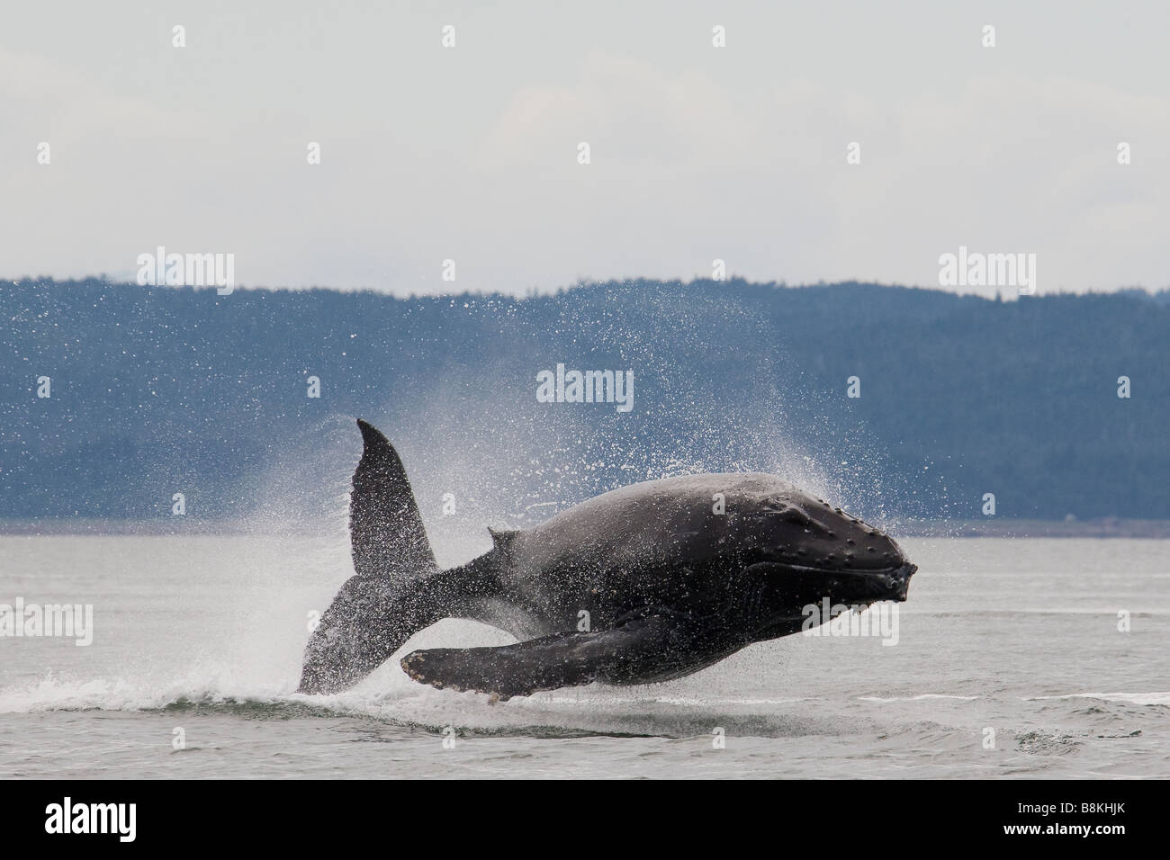 Breaching Humpback Whale Megaptera novaeangliae Southeast Alaska Stock Photo