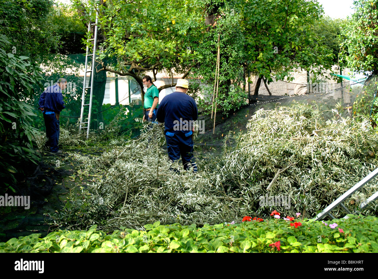 In the garden of the Hotel Excelsior Vittorio at Sorrento, Campania region, Southern Italy