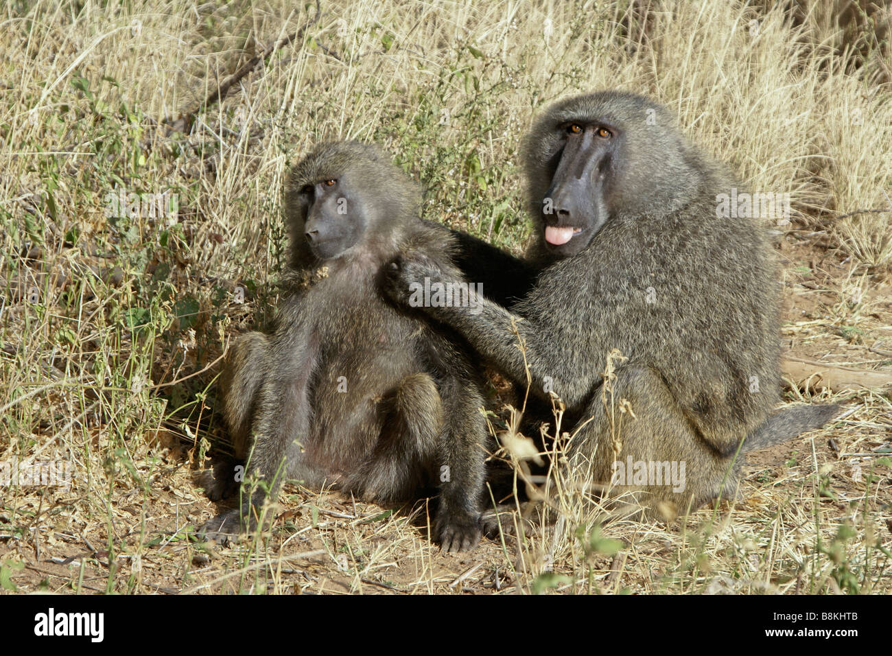 Olive baboons grooming, Samburu, Kenya Stock Photo