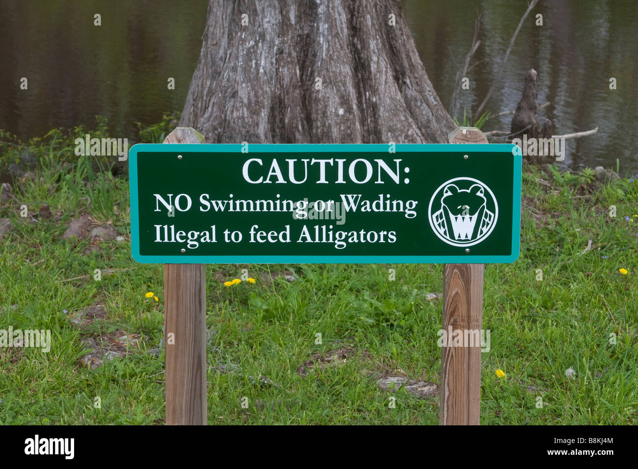 The feeding of alligators is illegal in South Carolina, USA Stock Photo Alamy