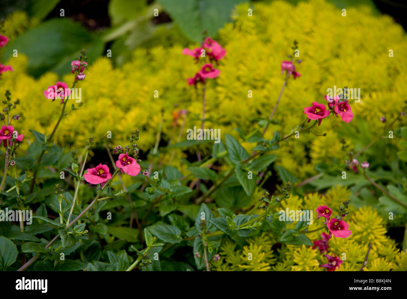 Diascia 'Coral Belle' grows in front of a clump of Sedum rupestre 'Angelina' in a garden in South Carolina. Stock Photo