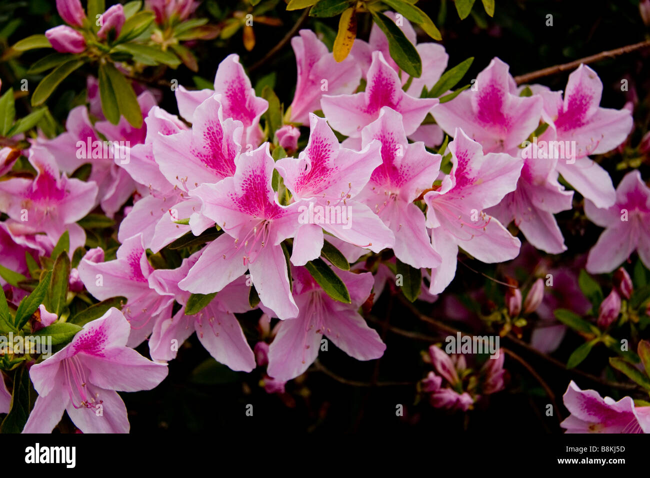 Pink Southern Indica azaleas bloom in late March through mid-April in South Carolina. Stock Photo