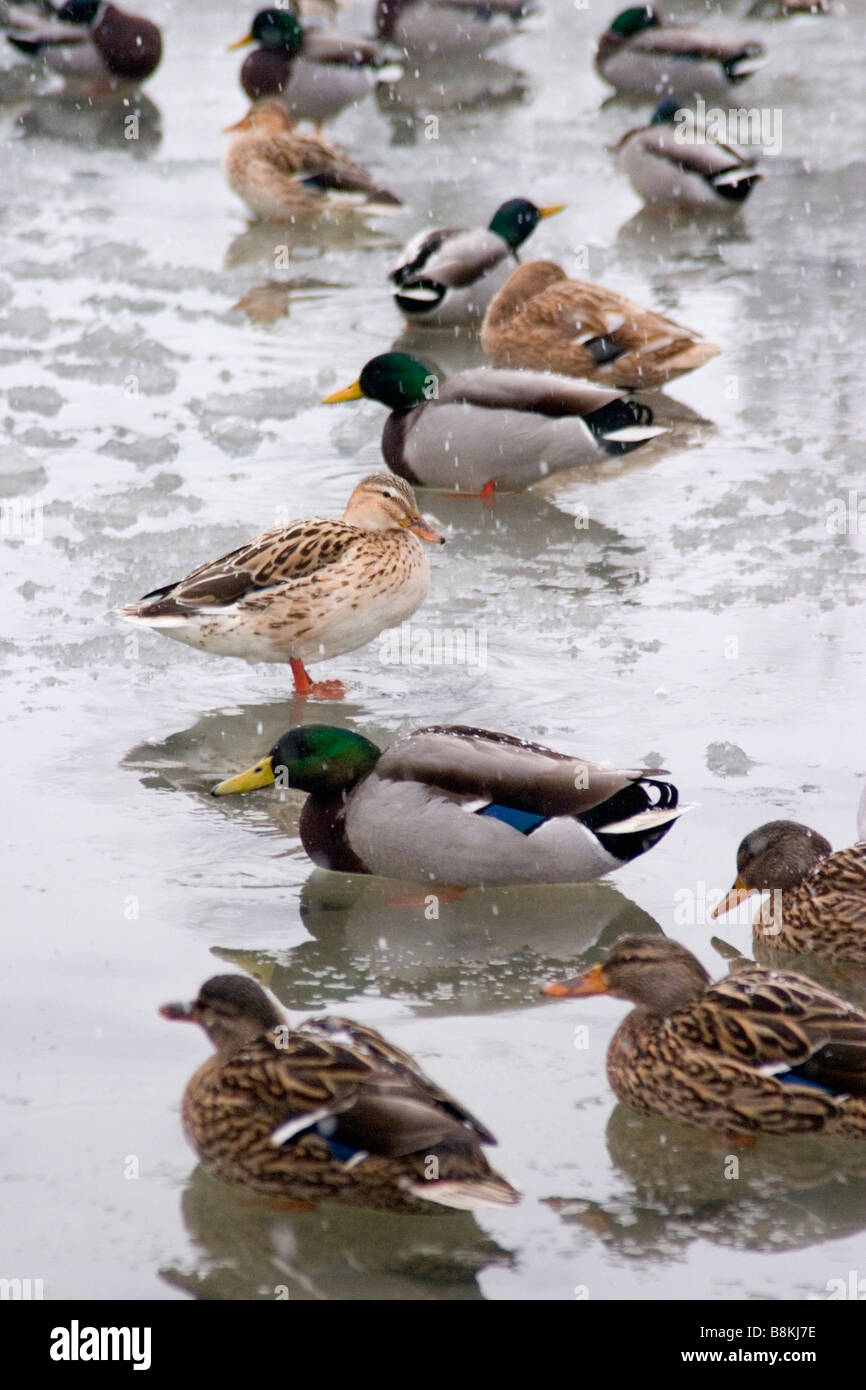 Ducks on a frozen pond, UK Stock Photo