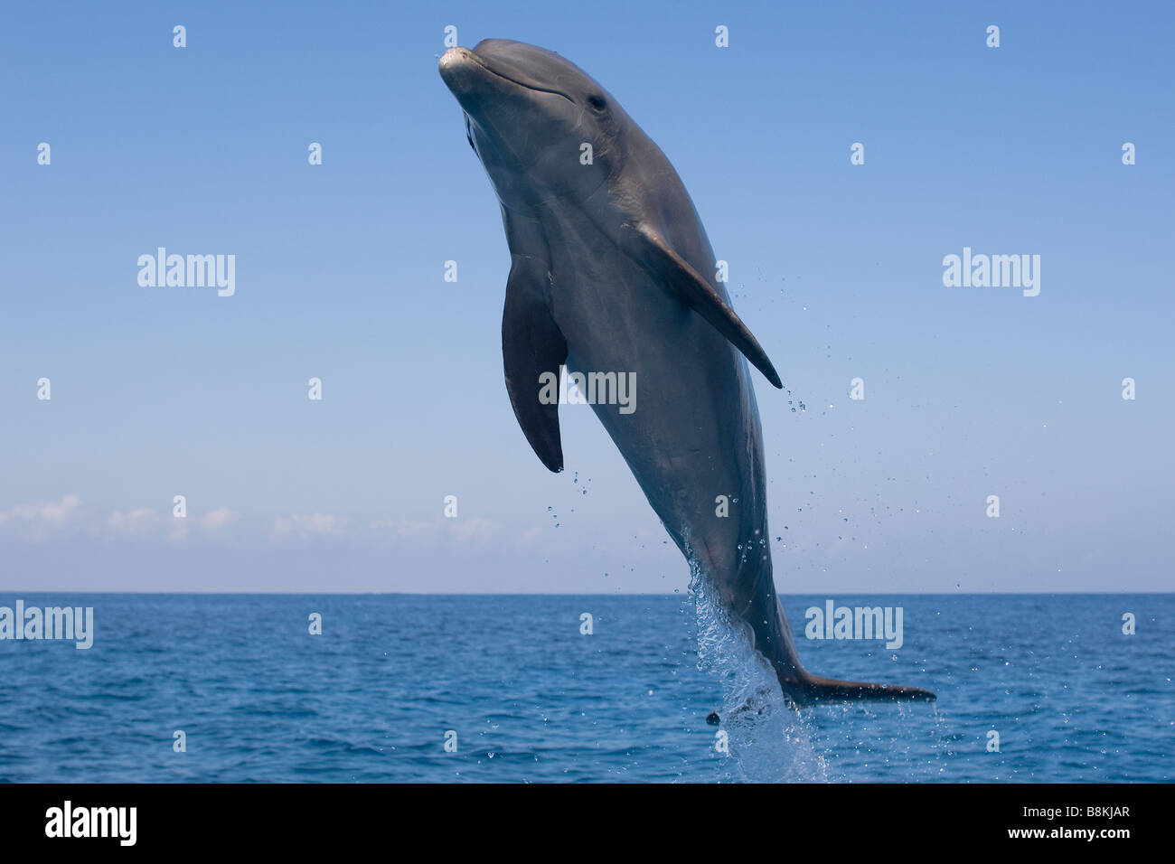 Bottlenose Dolphin Tursiops truncatus Caribbean Sea Honduras Stock Photo