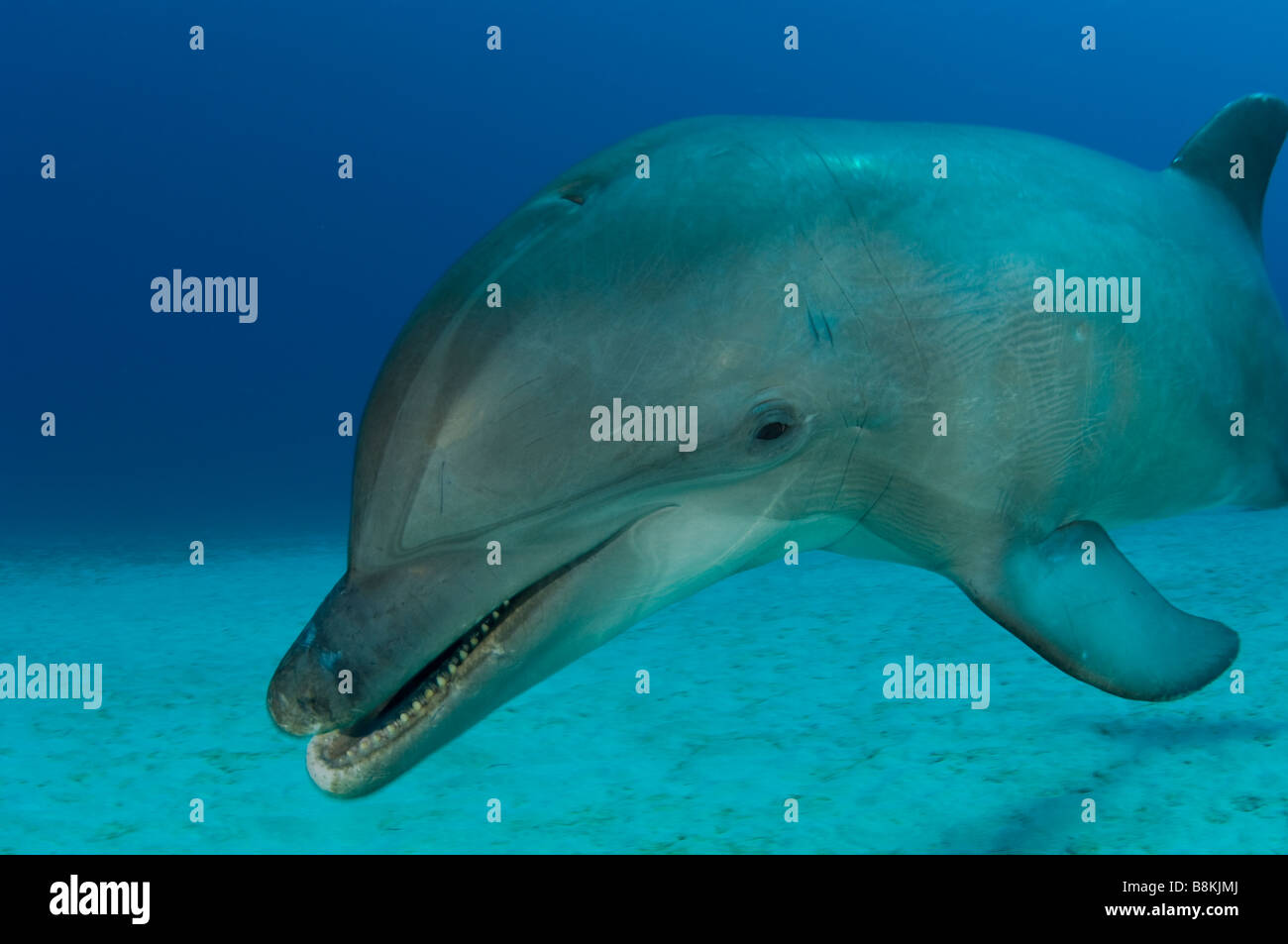Bottlenose Dolphin Tursiops truncatus Caribbean Sea Honduras Stock ...