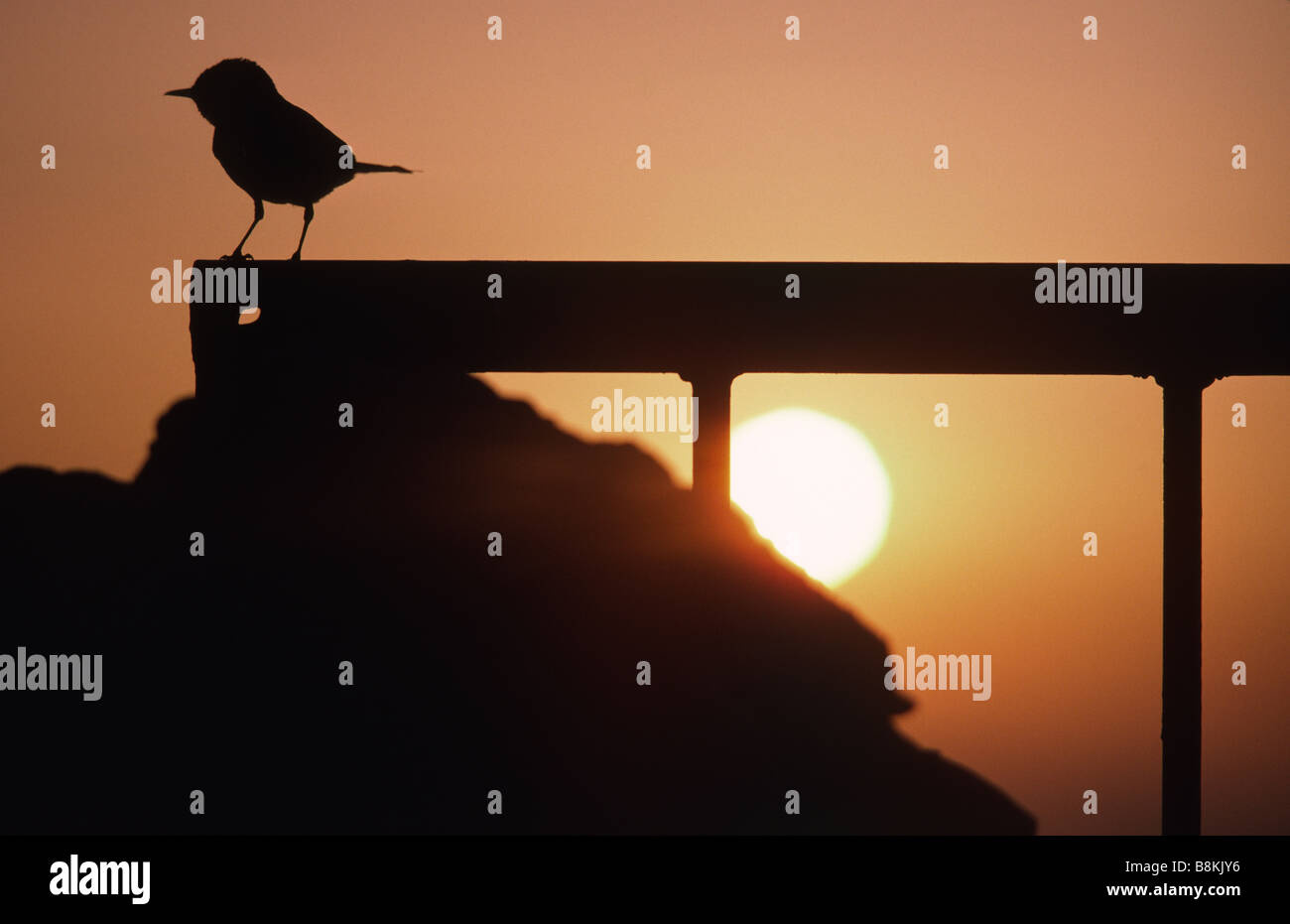 Bird, sunrise, Masada, Israel Stock Photo