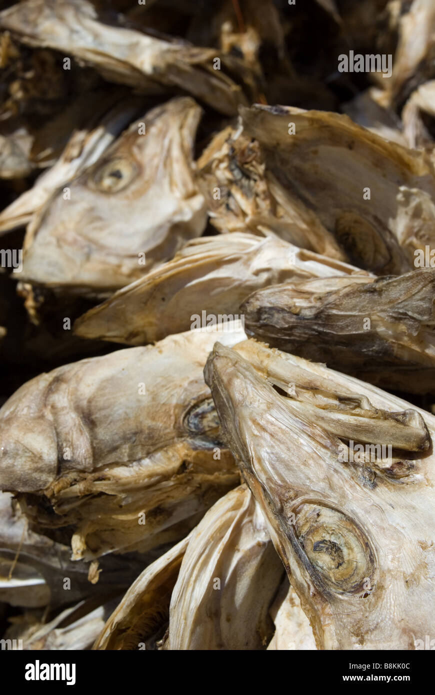 Dried cod heads in Lofoten Islands in Norway Stock Photo Alamy
