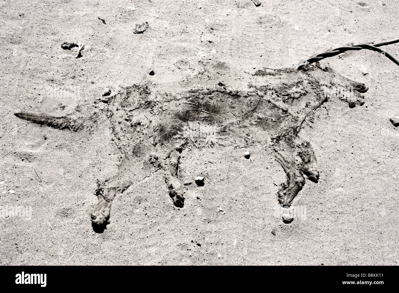 Dead dog on a lead Mauritania Western Sahara Stock Photo