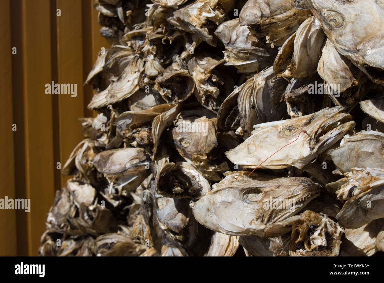 Dried cod heads in Lofoten Islands in Norway Stock Photo Alamy