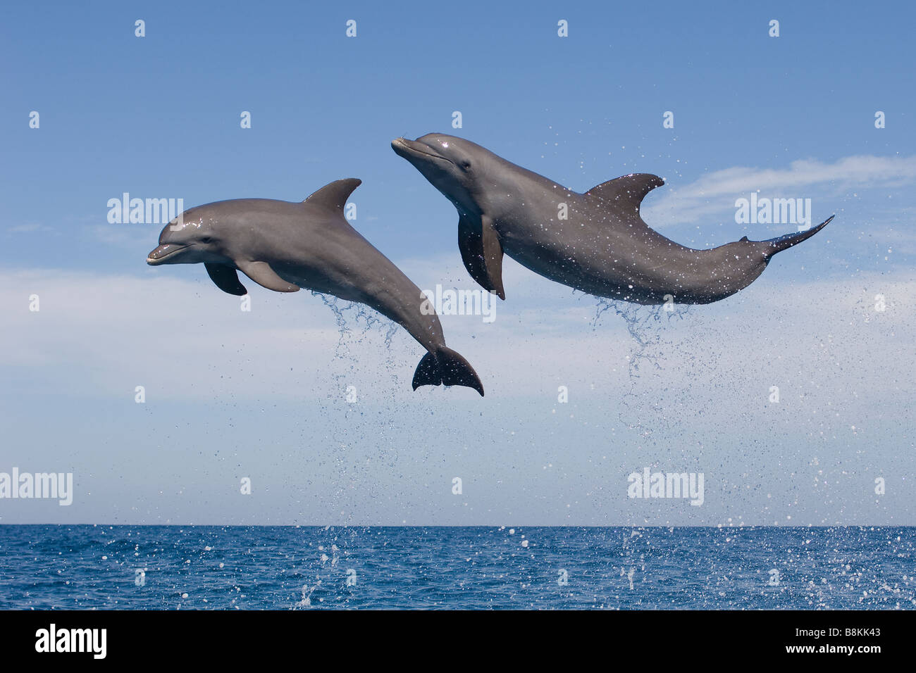 Bottlenose Dolphin Tursiops truncatus Caribbean Sea Honduras Stock Photo